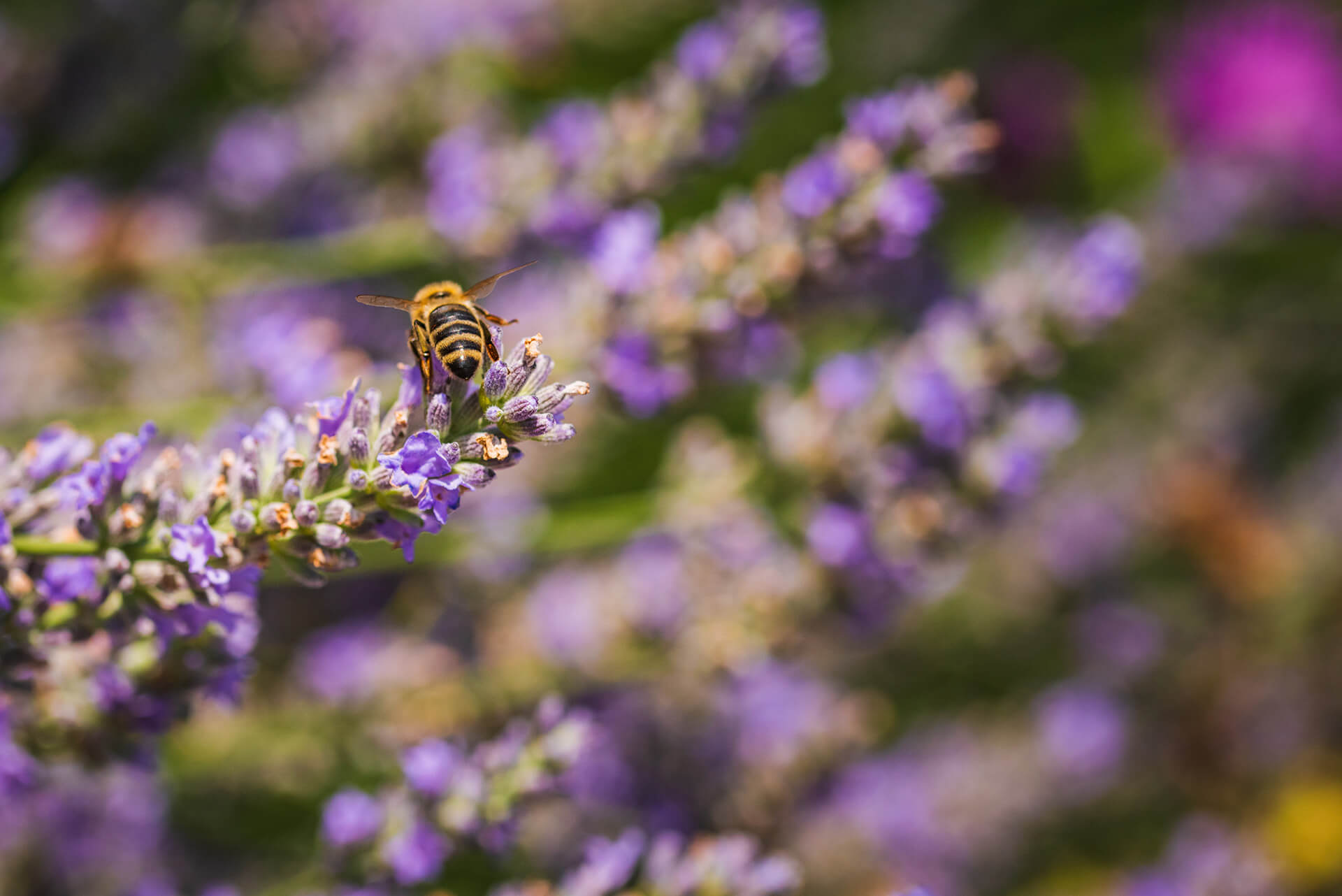 bienenwachs-kerzen-heimlicht-landstuhl-nachhaltig