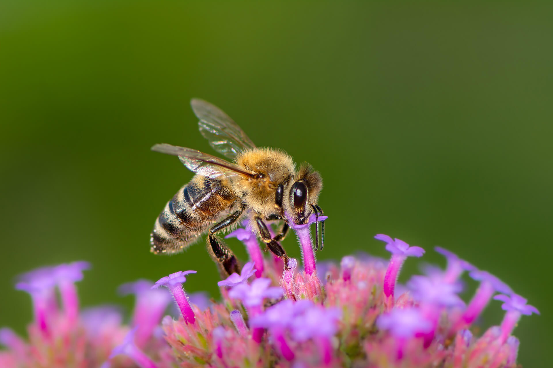 nachhaltig-bienenwachs-kerzen-heimlicht-landstuhl