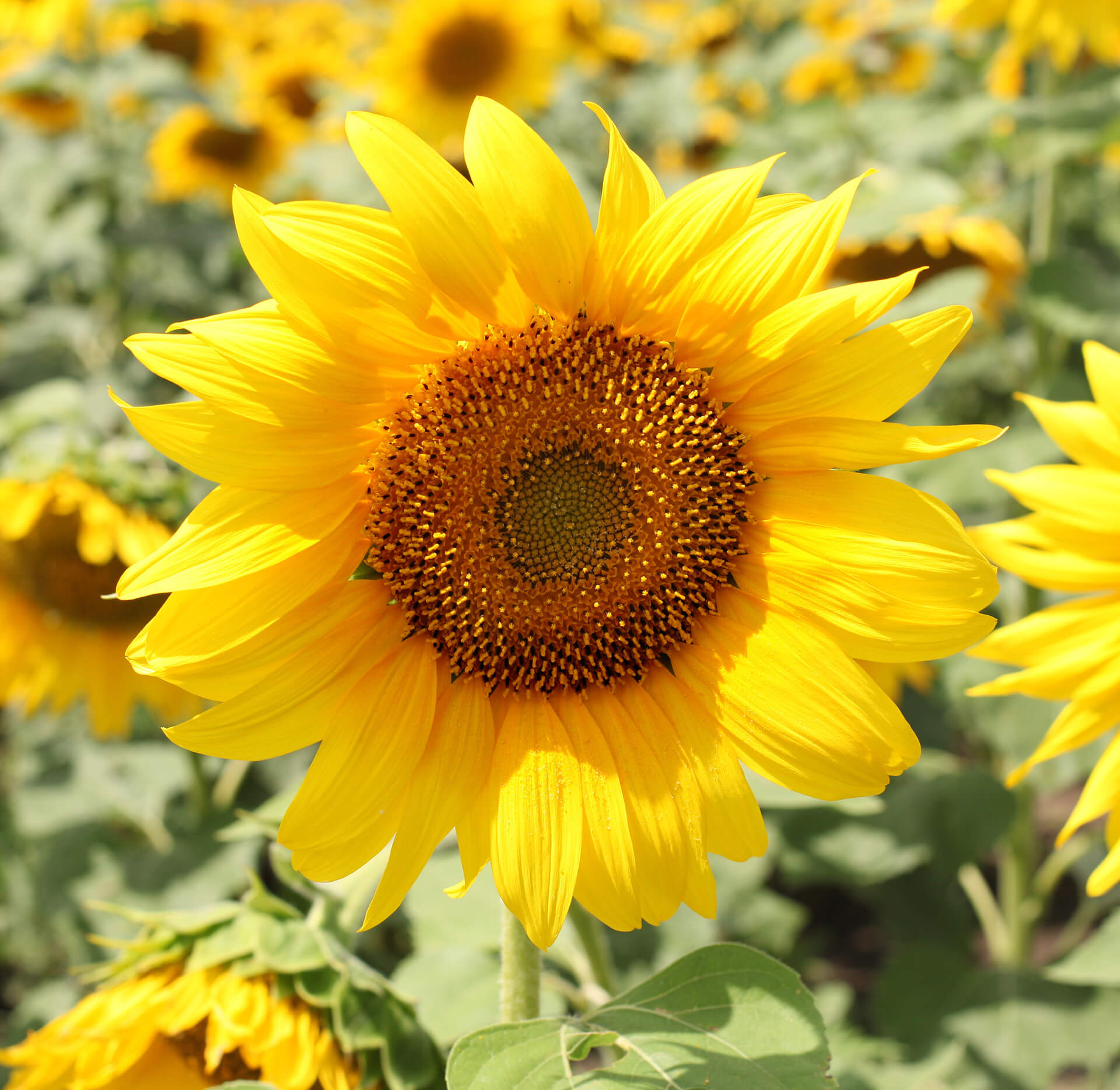 sonnenblume-hermanns-heimlicht-landstuhl-kerzen